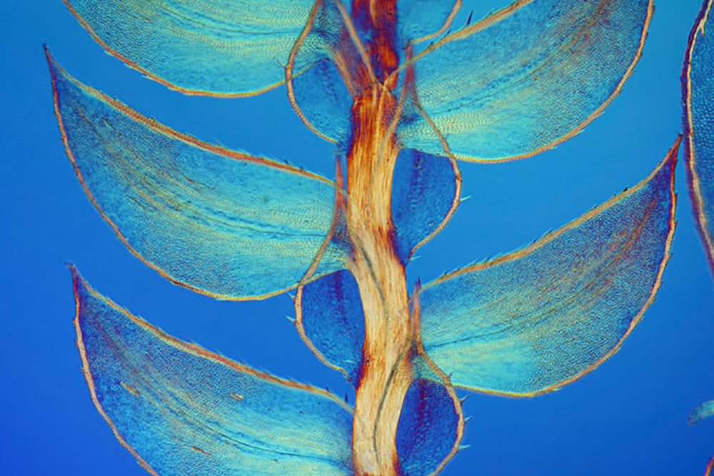 nikon7