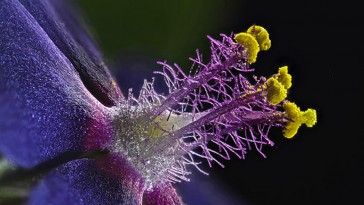 nikon8