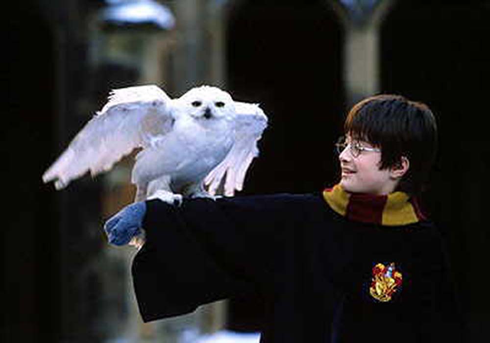 owl harry potter