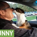 puppy-park