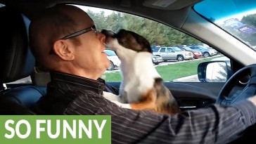 puppy-park