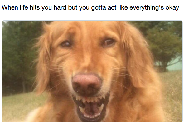 DOGS