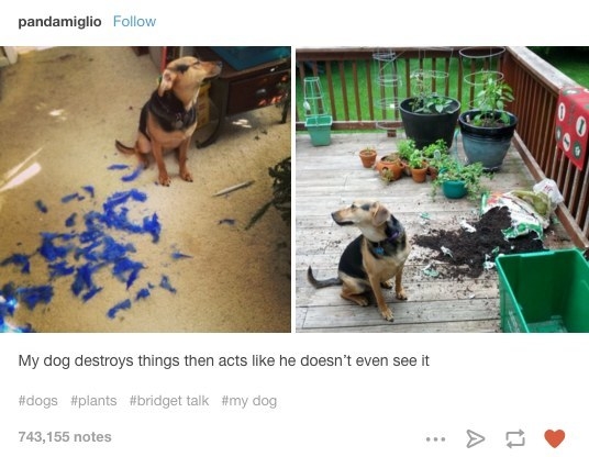 DOGS
