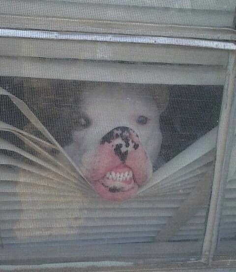 DOGS