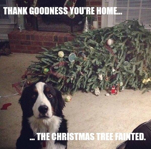 DOGS