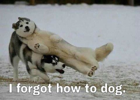 DOGS