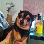 DOGS