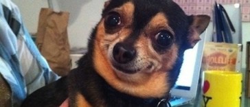 DOGS
