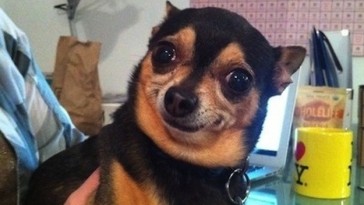 DOGS