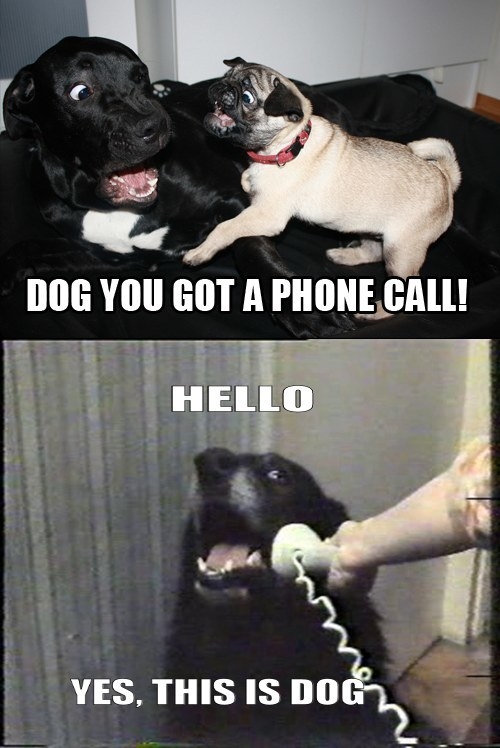 DOGS