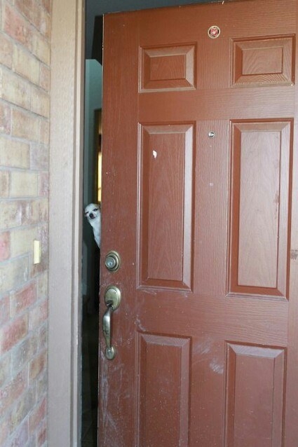 DOGS