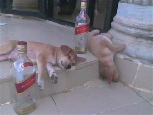 DOGS
