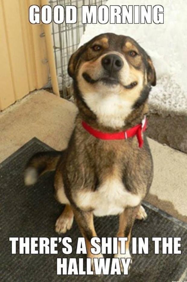 DOGS