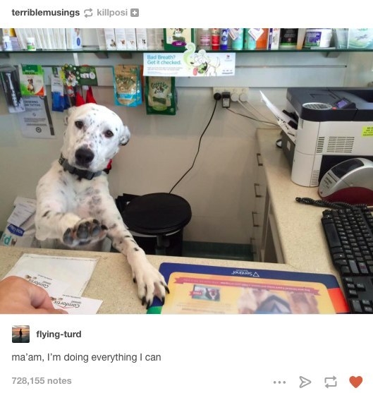 DOGS