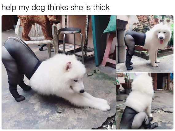 DOGS