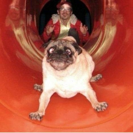 DOGS