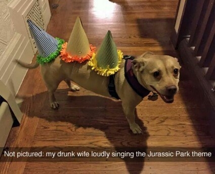 DOGS