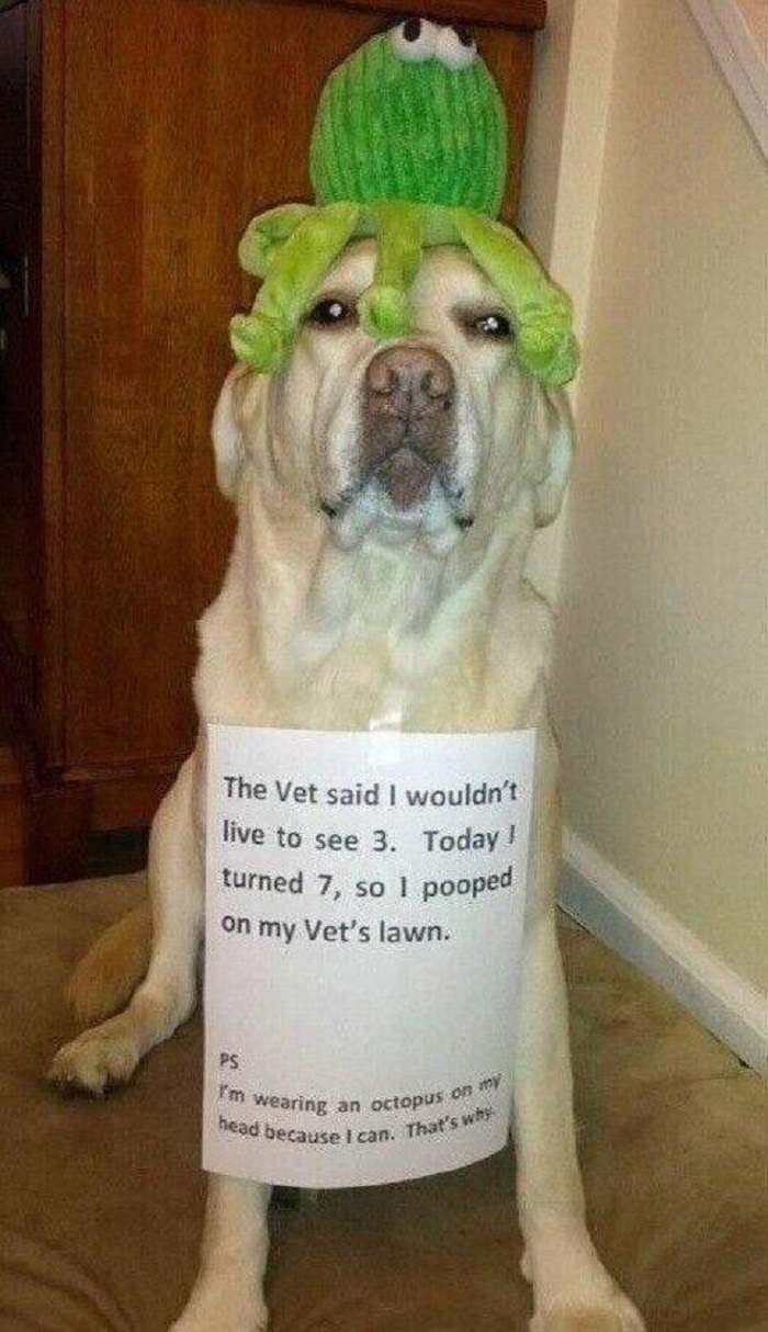 Image Credit: Buzzfeed