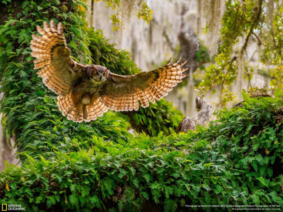 Image credit: Robert Strickland