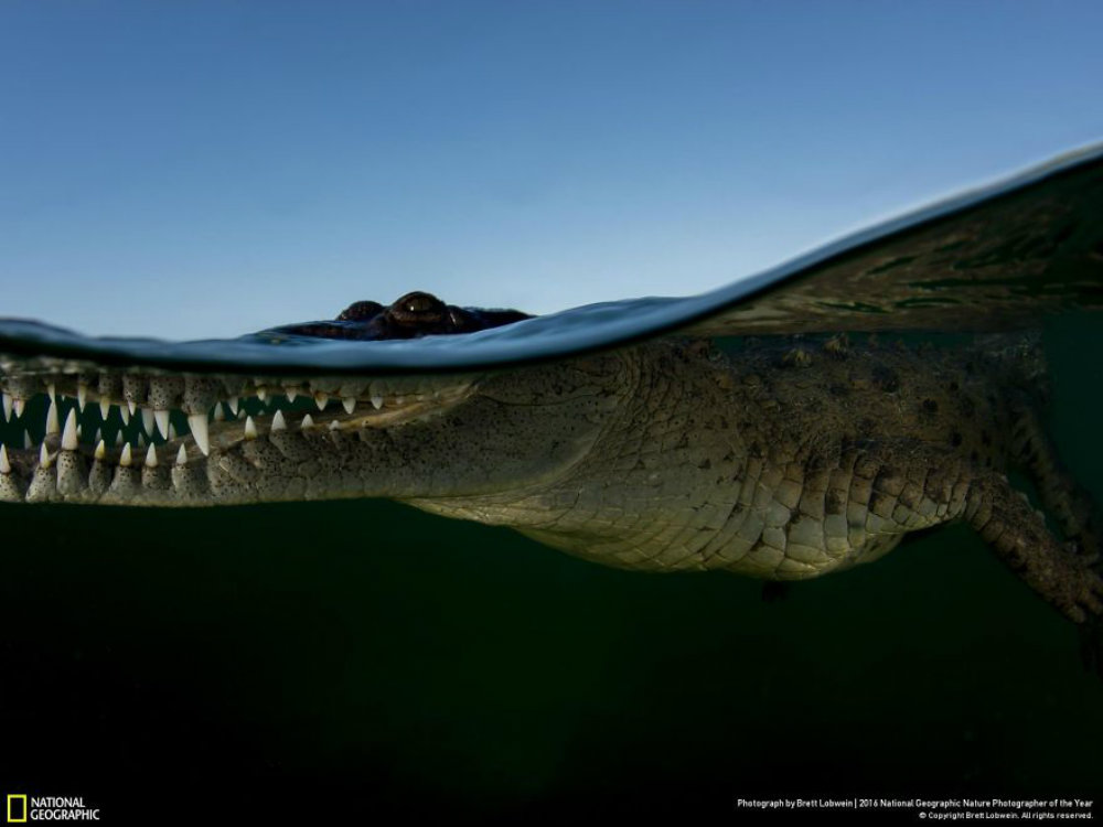 Image credit: Brett Lobwein