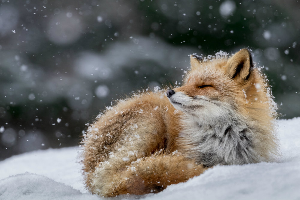 Image credit: Hiroki Inoue