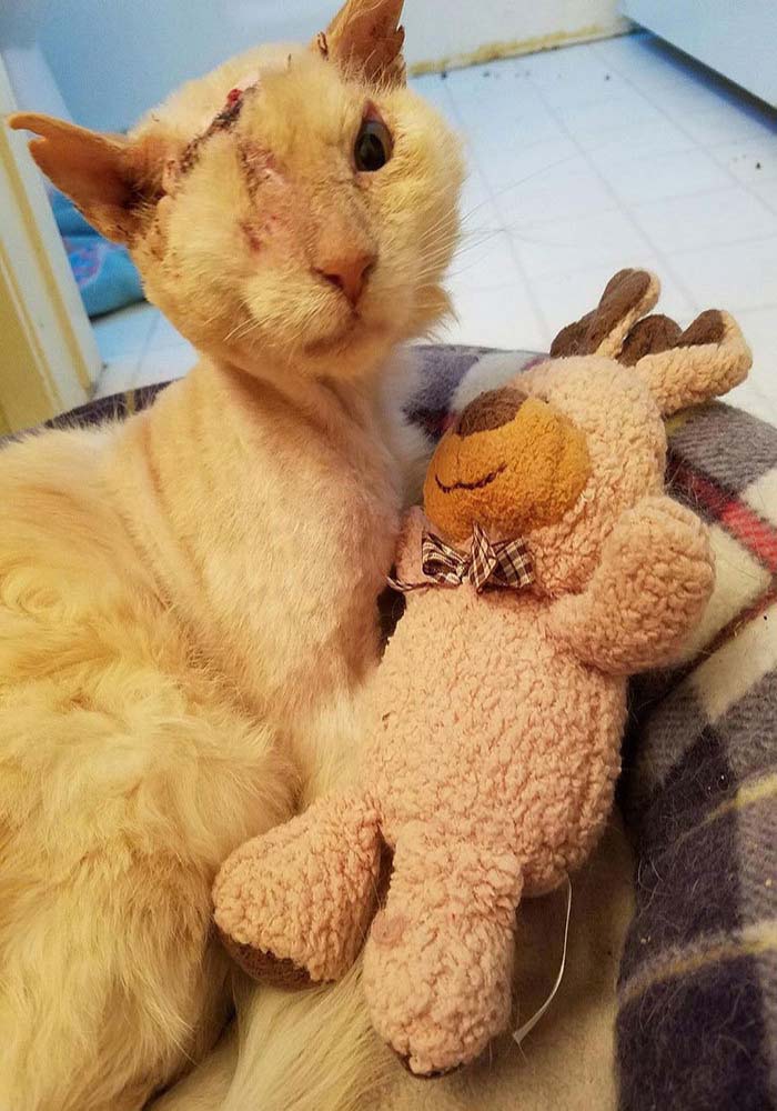 acid cat