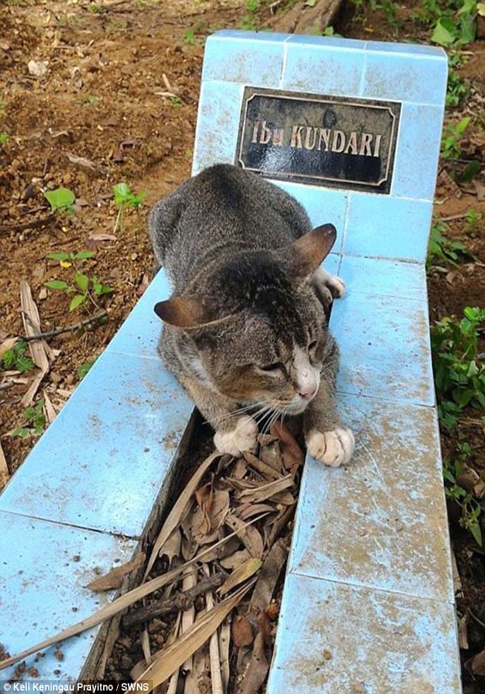 Image Credit: Keli Keningau Prayitno