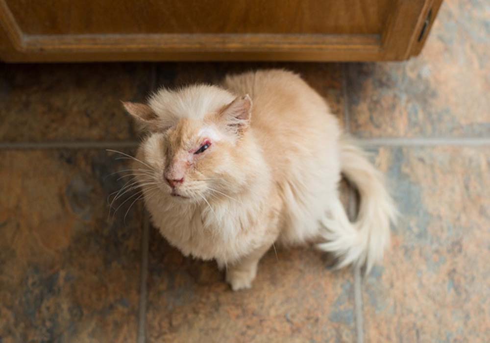 acid cat