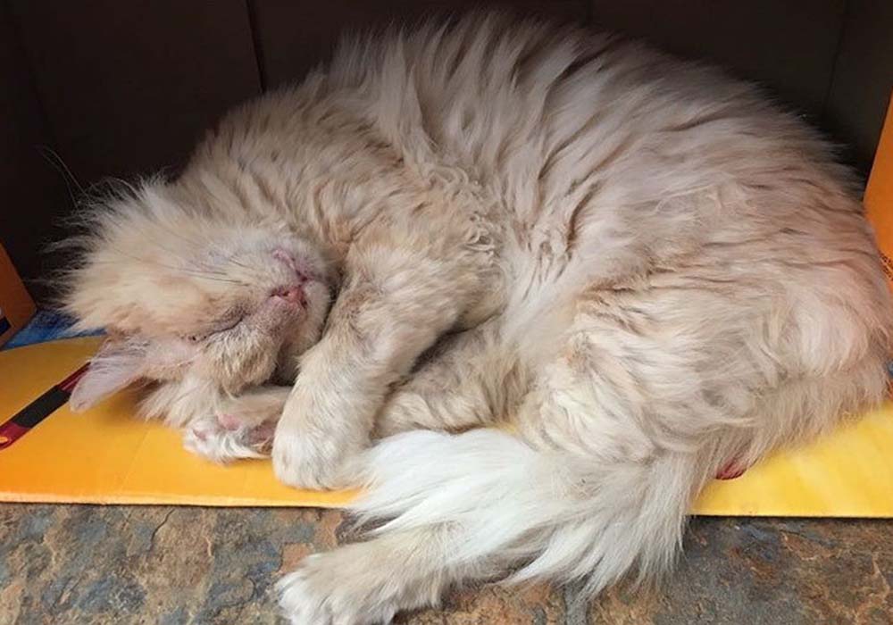 acid cat