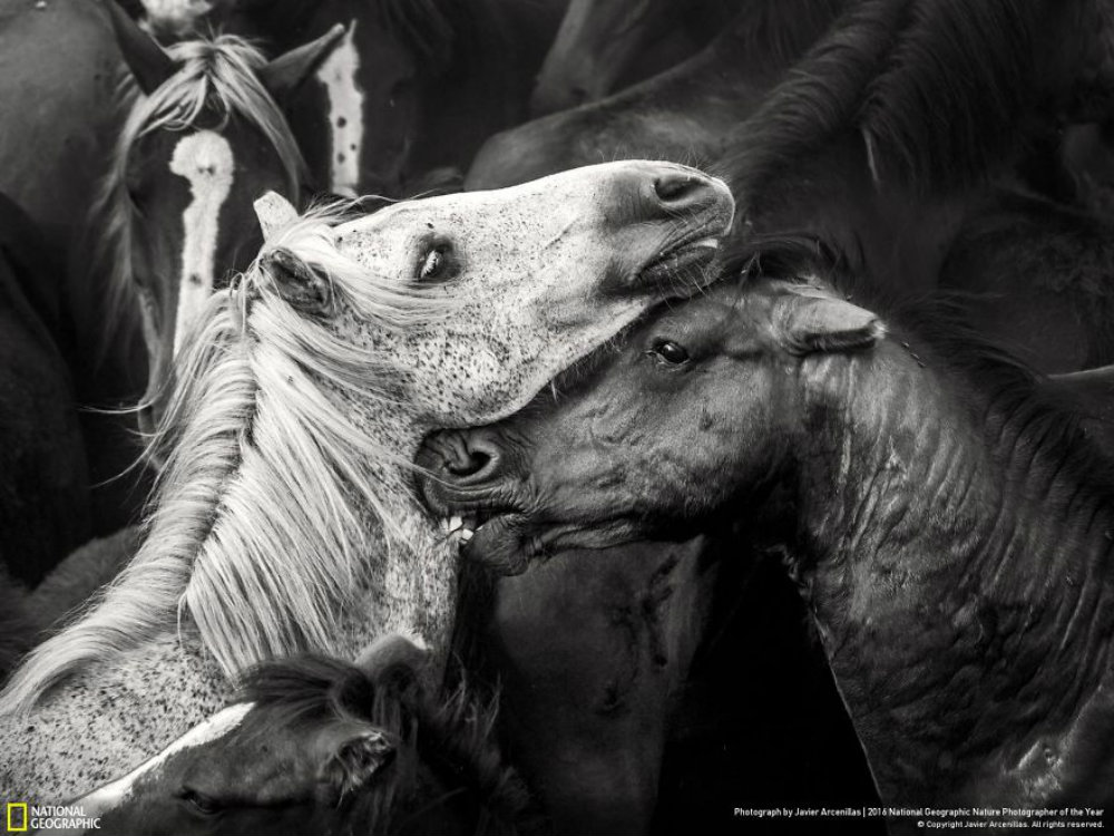 Image credit: Javier Arcenillas.