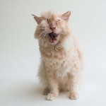 acid cat