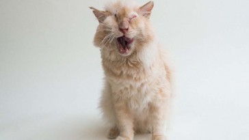 acid cat