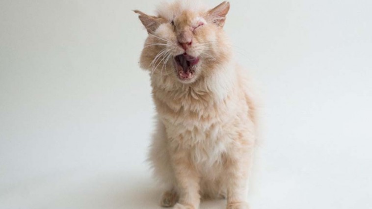 acid cat