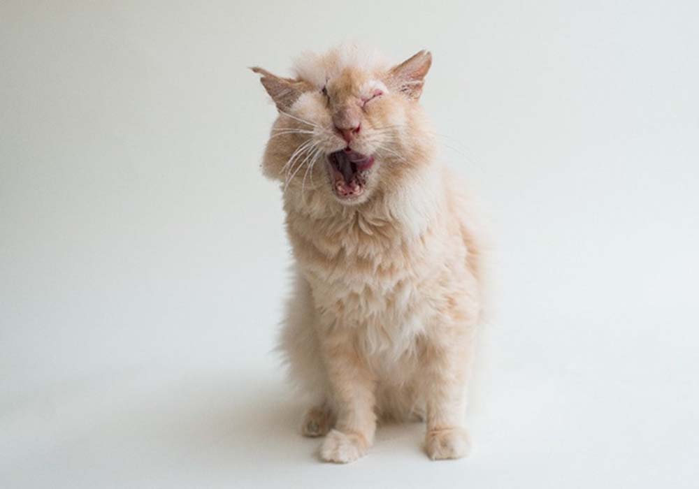 acid cat