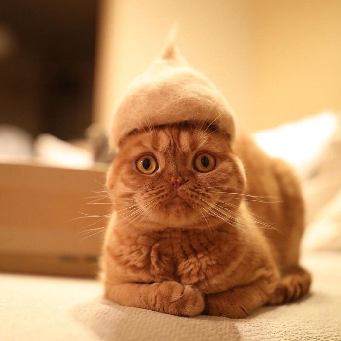 Image Credit: Bored Panda