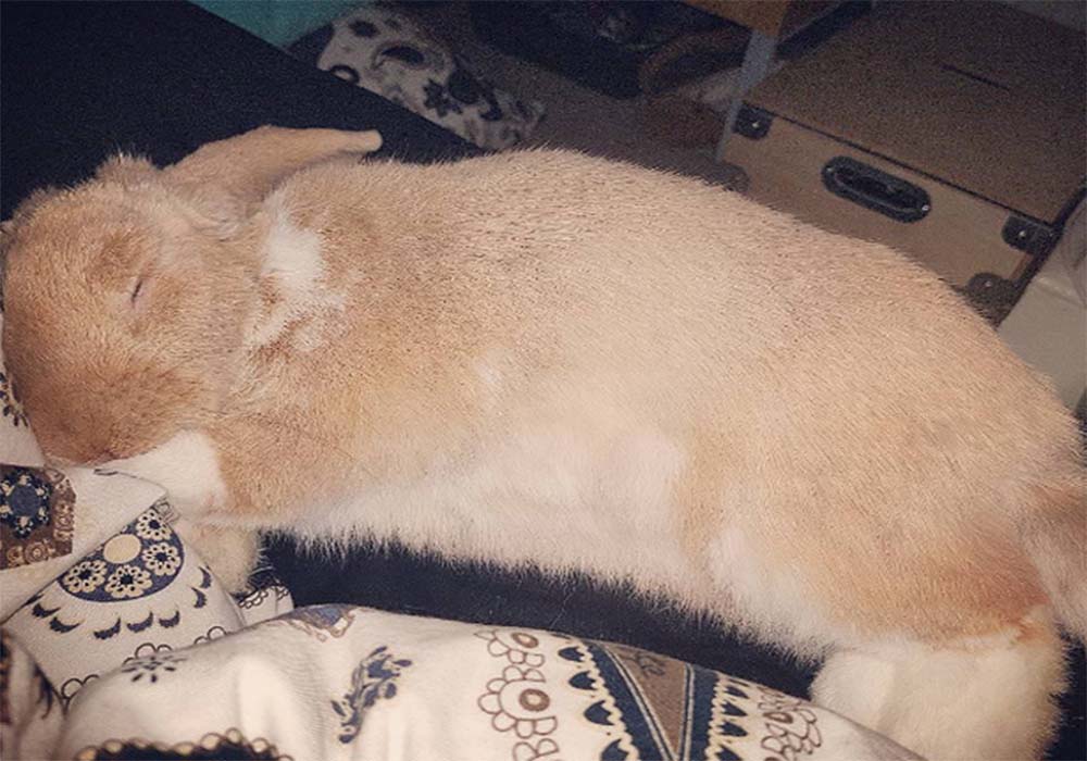 Image Credit: buzz._bunny