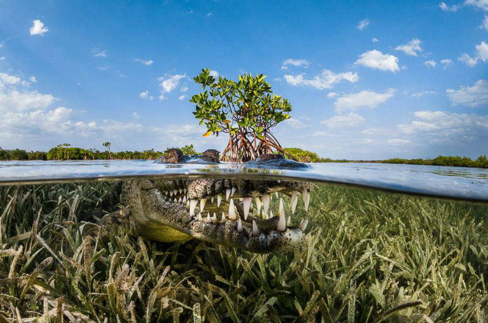 Image credit: www.boredpanda.com