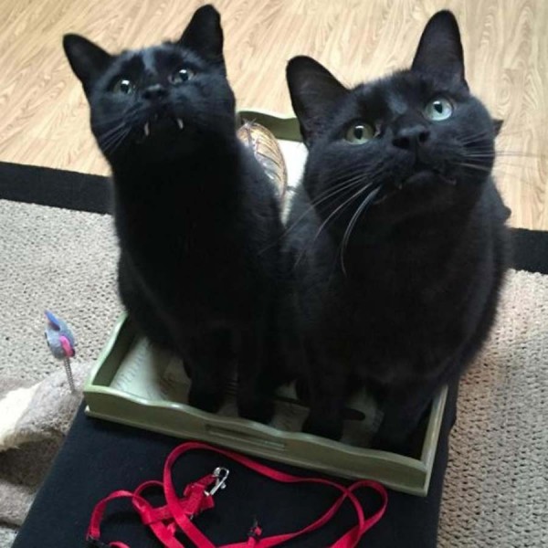 black-cat