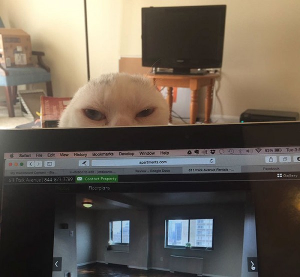 Image Credit: lovemeow