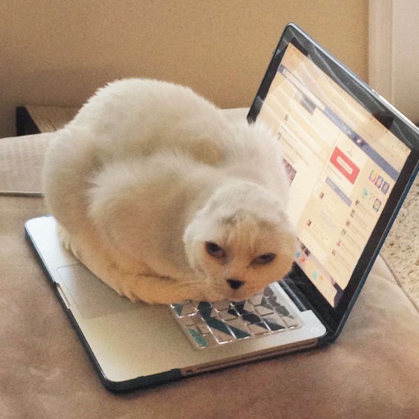 Image Credit: lovemeow
