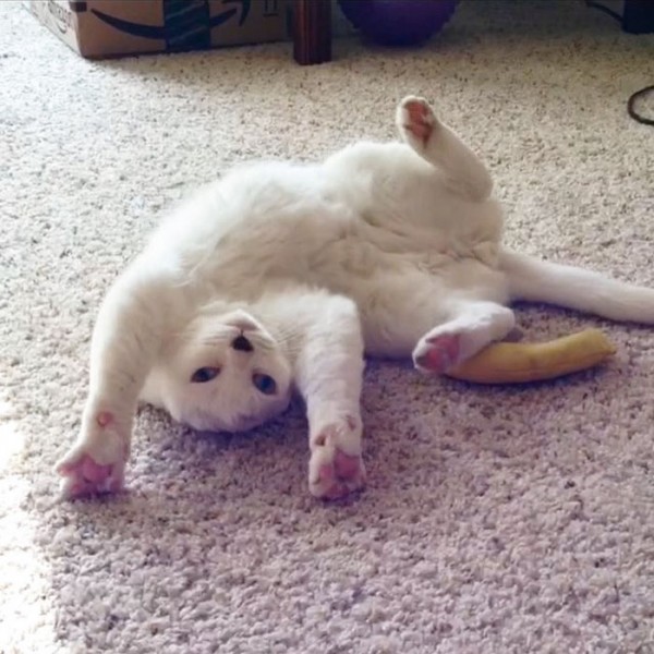 Image Credit: lovemeow