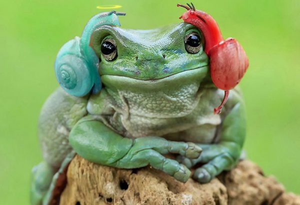 frog
