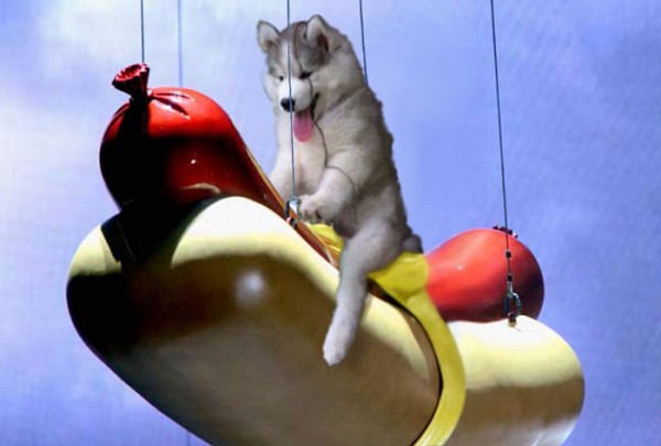 hotdog