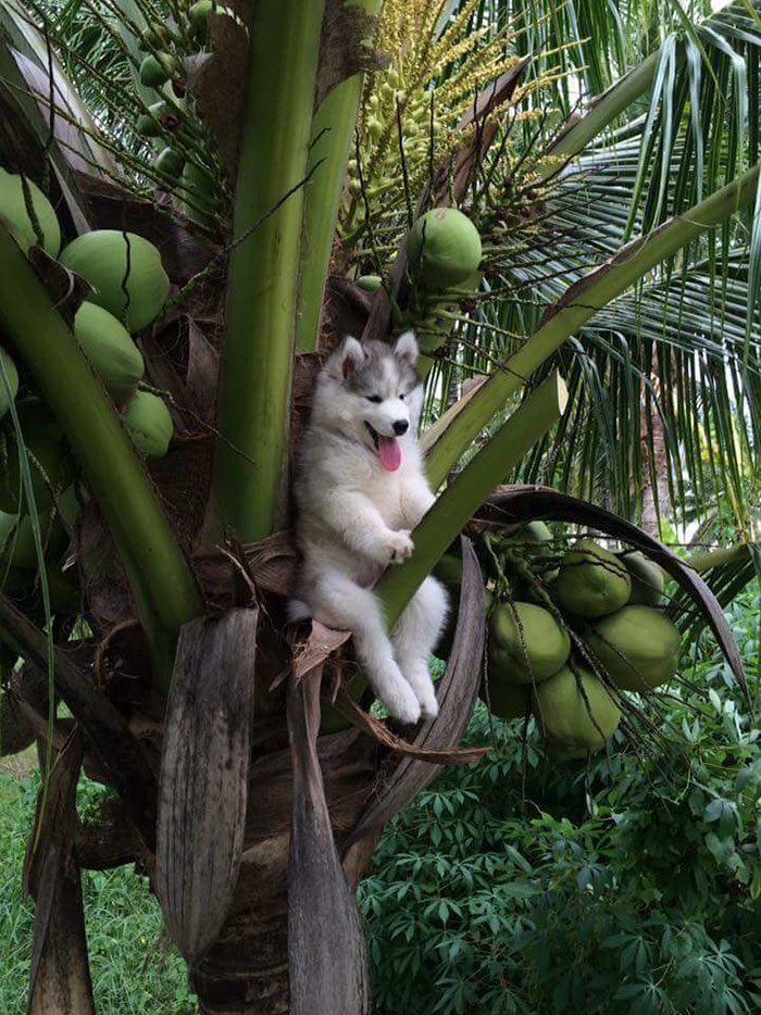 huskyoriginal