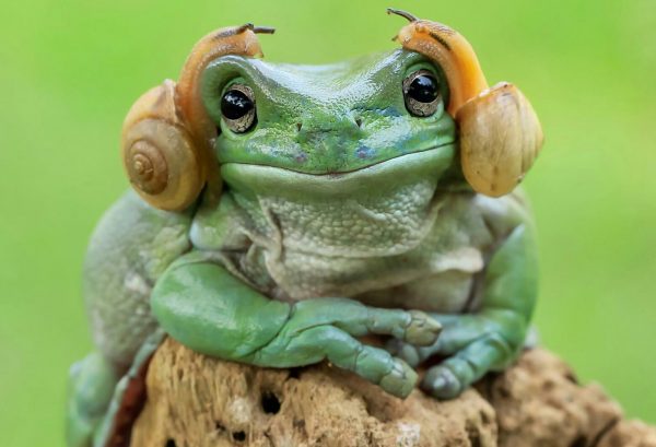 princess-leia-frog-snails-photoshop-battle-original