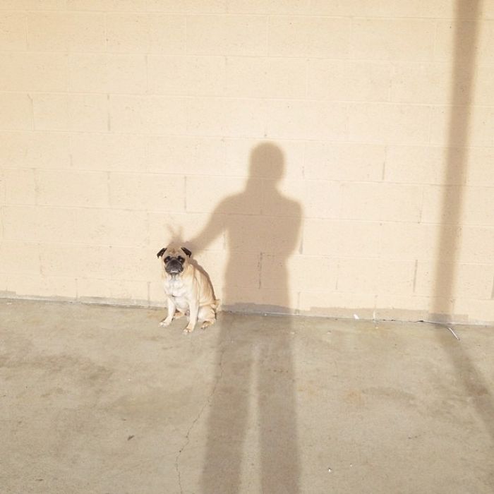 pug-norm-adventures-jeremy-veach-142-5821a3114032e__700