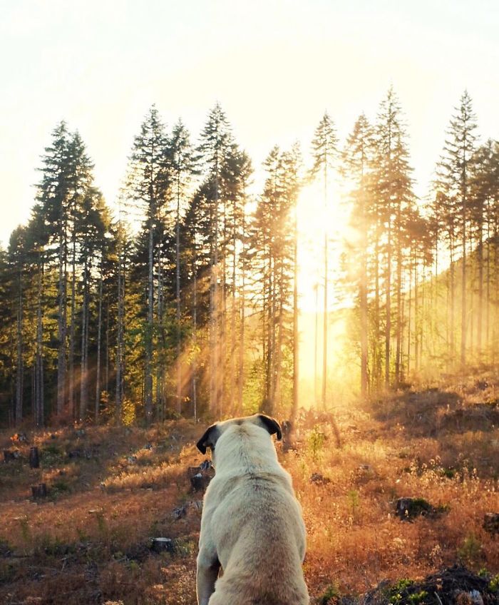 pug-norm-adventures-jeremy-veach-17-5821a1d7b37f4__700