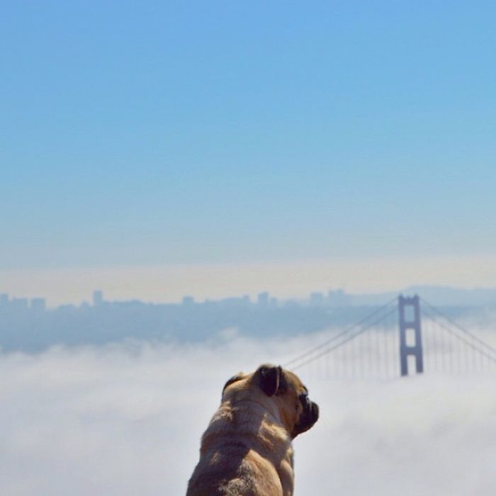 pug-norm-adventures-jeremy-veach-52-5821a23913c3d__700