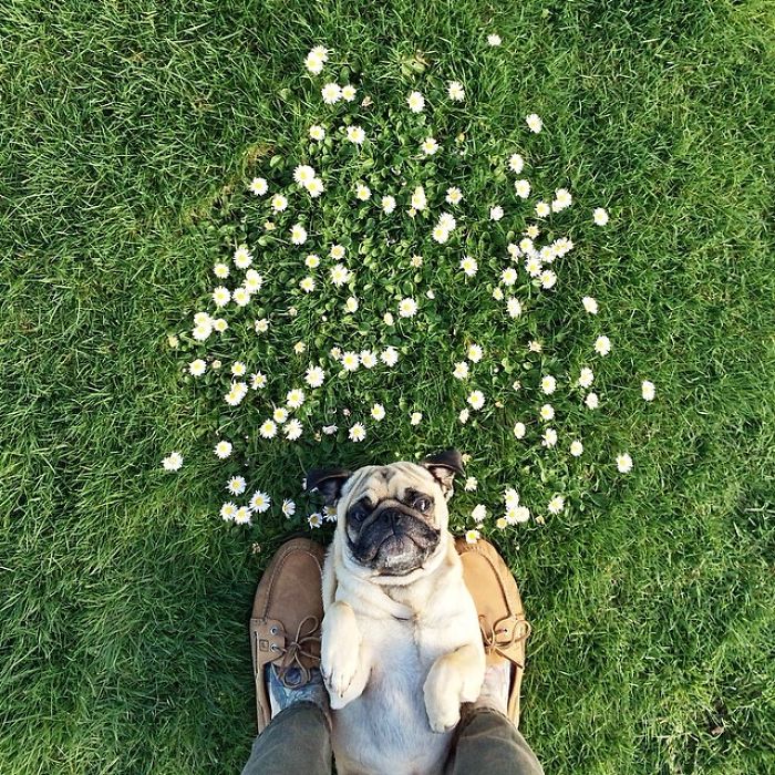 pug-norm-adventures-jeremy-veach-55-5821a23fa1c15__700