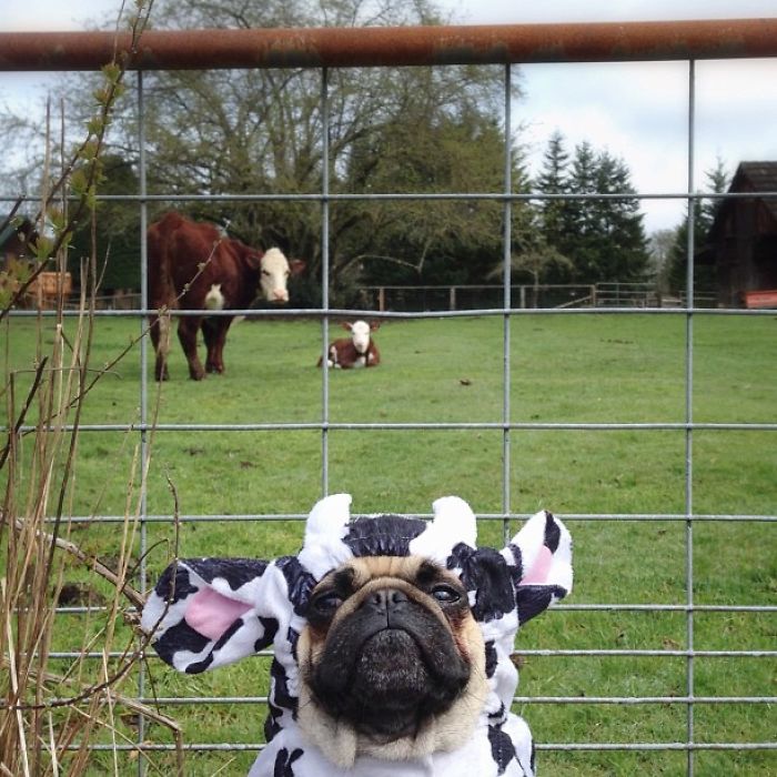 pug-norm-adventures-jeremy-veach-62-5821a25453a69__700